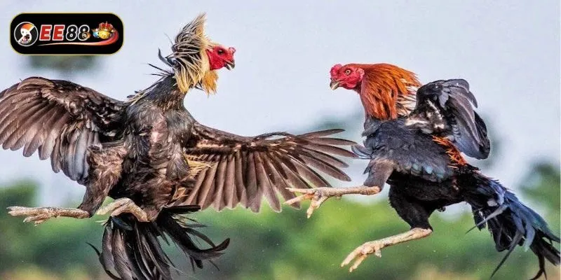 Bí quyết đá gà Thomo luôn thắng từ chuyên gia