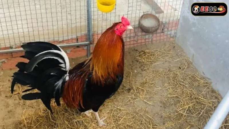 Điểm nổi bật của gà trong nghệ thuật đá gà Điểm nổi bật của gà trong nghệ thuật đá gà