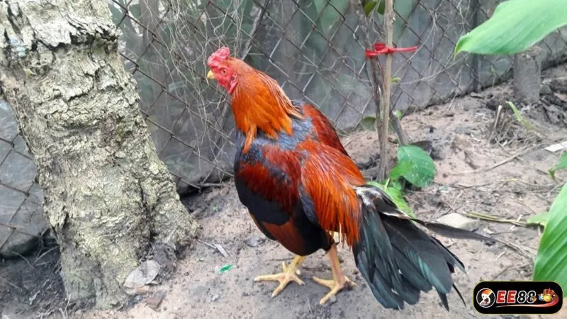 Một số dòng gà Asil tại Việt Nam được ưa chuộng Một số dòng gà Asil tại Việt Nam được ưa chuộng