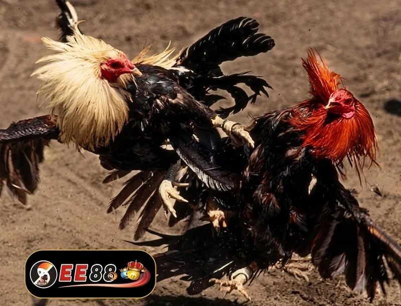 Ưu điểm đá gà Thomo